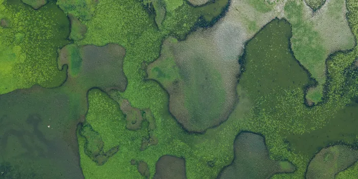 Biodiversität im Finanzsektor – Relevanz, Risiken und Regulatorik